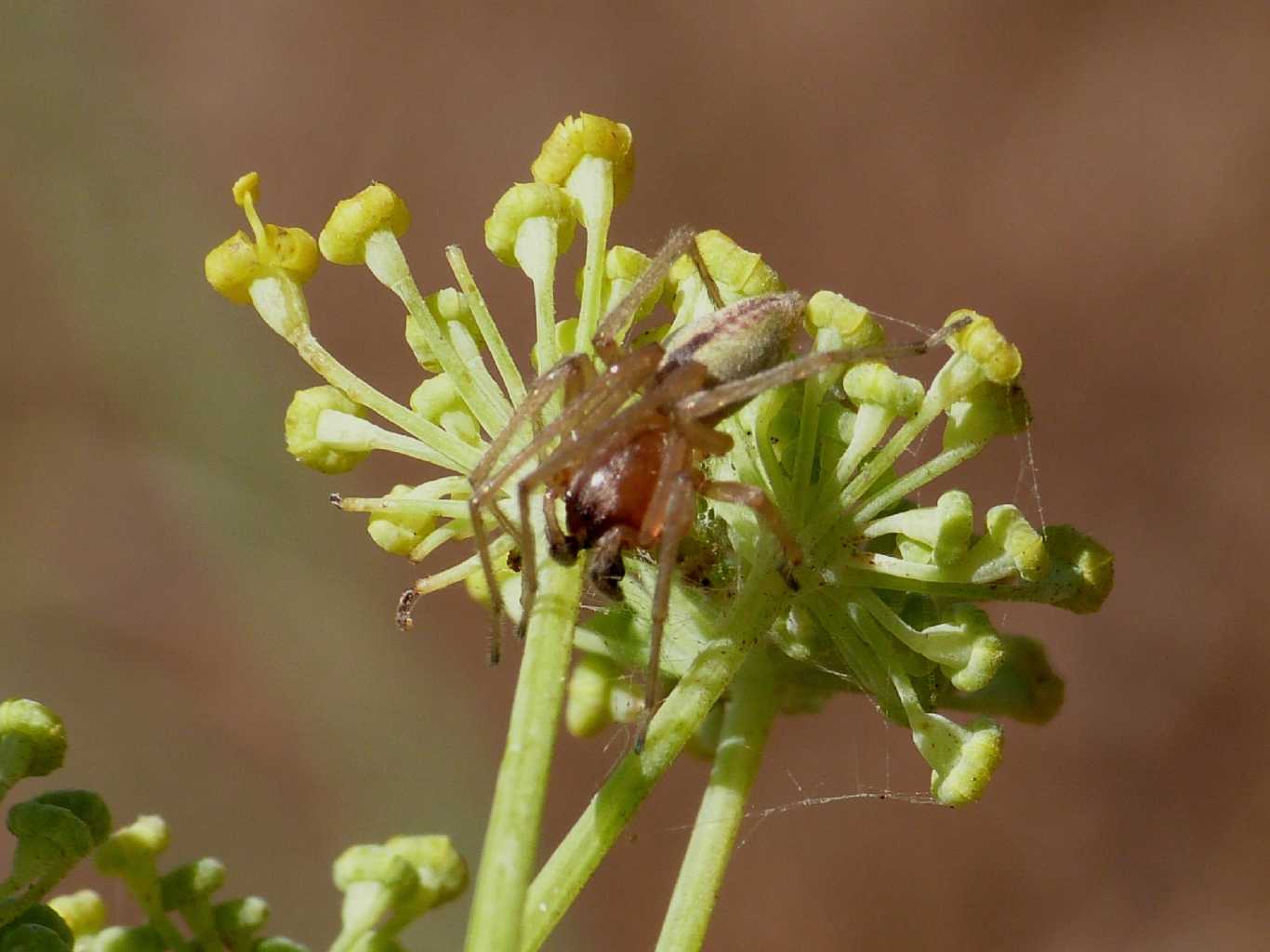 Cheiracanthium cf. pennatum - Santa Teresa Gallura (OT)